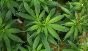 Trump signs order to ease US marijuana regulations, sparking industry hopes