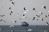 Birds fly near the boat in the Strait of Hormuz amid the U.S.-Israeli conflict with Iran, as seen from Musandam, Oman, March 2, 2026.REUTERS/Amr Alfiky