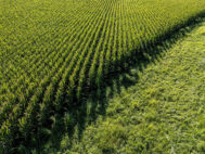 A drone view shows acres of corn fields filling the landscape near Springdale, Iowa, U.S., August 20, 2025. REUTERS/Evelyn Hockstein/File Photo