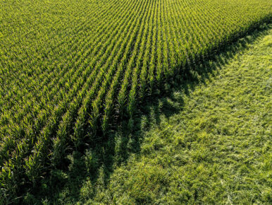 A drone view shows acres of corn fields filling the landscape near Springdale, Iowa, U.S., August 20, 2025. REUTERS/Evelyn Hockstein/File Photo