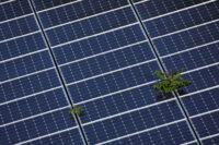 Plants grow through an array of solar panels in Fort Lauderdale, Florida, U.S., May 6, 2022. REUTERS/Brian Snyder