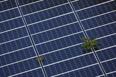 Plants grow through an array of solar panels in Fort Lauderdale, Florida, U.S., May 6, 2022. REUTERS/Brian Snyder