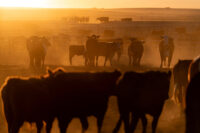 Cattle gather in a feedlot at Callicrate Beef, a vertically integrated ranch-to-market meat produce in Saint Francis, Kansas, U.S., March 20, 2026. REUTERS/Cheney Orr/File Photo