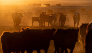 Cattle gather in a feedlot at Callicrate Beef, a vertically integrated ranch-to-market meat produce in Saint Francis, Kansas, U.S., March 20, 2026. REUTERS/Cheney Orr/File Photo