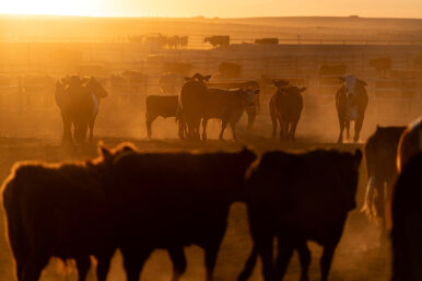 Cattle gather in a feedlot at Callicrate Beef, a vertically integrated ranch-to-market meat produce in Saint Francis, Kansas, U.S., March 20, 2026. REUTERS/Cheney Orr/File Photo