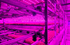 Inside an 80 Acres Farms vertical farm. Photo courtesy 80 Acres Farms