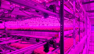 Inside an 80 Acres Farms vertical farm. Photo courtesy 80 Acres Farms