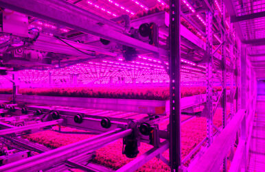 Inside an 80 Acres Farms vertical farm. Photo courtesy 80 Acres Farms