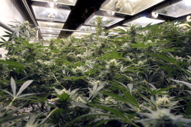 Marijuana plants in a grow room at the Summit Compassion Center in Warwick. One potential area of disagreement is the proposal to bar the new dispensaries from growing their own marijuana as the state's existing three dispensaries do now. [The Providence
