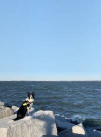 Border collies from the North Carolina-based wildlife control company Flyaway Geese are patrolling an island where seabirds gather. Photo courtesy Flyaway Geese