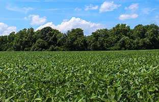 Virginia Soybean Association President Mike Bryant farms this soybean field in Northumberland County. Soybean prices and exports dropped dramatically following Trump’s trade war with China. Photo by Sara Newcomb