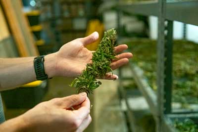 Pure Shenandoah processes hemp into consumer products such as CBD oil, edibles and massage oil. Hemp fiber can be used to make goods like animal bedding, packaging, clothing and paper. Photo by Scott Elmquist